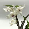 Дендробиум монилиформе (dendrobium moniliforme) utage 宴 